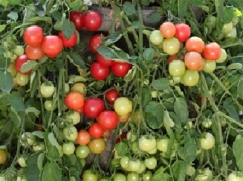 Tomato Cherry Falls Seeds Shop Online Flower And Vegetables Seeds Nz