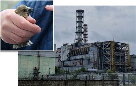 Scienceshot Some Birds Thrive In Chernobyls Radioactive Glow