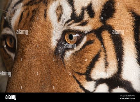 Royal Bengal Tiger Panthera Tigris Tigris Close Up Head Details