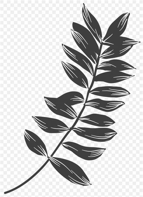 Plant Leaves Leaf Black And White Png 1562x2150px Plant Leaves