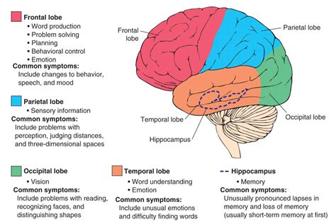 Functions of the brain affected by dementia - Kcaweb