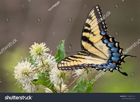 Monarch Butterfly Bushes Stock Photo 1193601412 Shutterstock