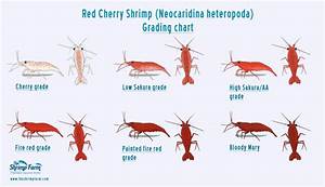 Grading Red Cherry Shrimp Neocaridina Heteropoda The Shrimp Farm