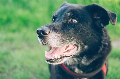 6 Senior Dog Adoption Stories That Will Make You Weep Pawtracks