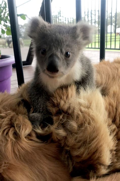 Take firm oranges and stud them with whole cloves. Golden Retriever Surprises Owner With A Baby Koala Whose Life She Just Saved | Bored Panda