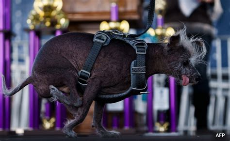 Meet Scooter Winner Of The Title Of Worlds Ugliest Dog 2023 Bharat