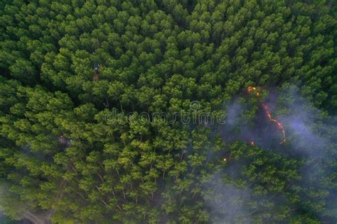 Forest Fire Dry Undergrowth With Burning Gray Smoke In The Air