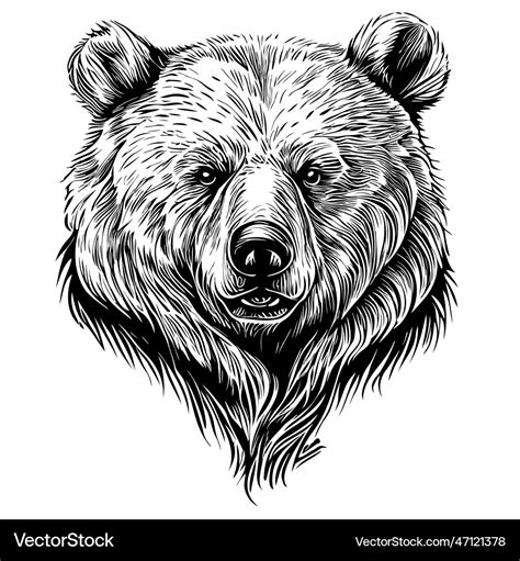 Grizzly Bear Face Outline