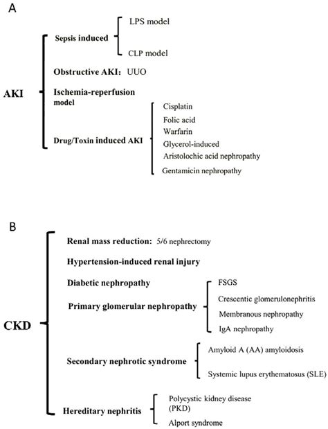 Summary Of Major Acute Kidney Injury Aki And Chronic Kidney Disease
