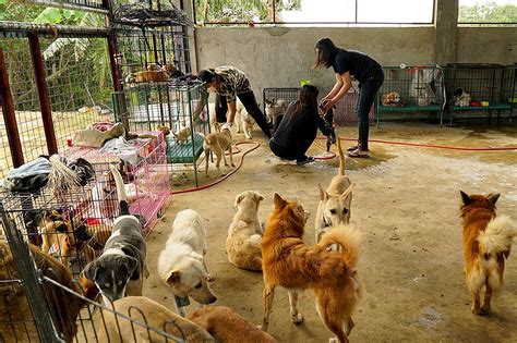 Batangas Farm Shelters Pets From Rescued Towns Near Taal Volcano Abs