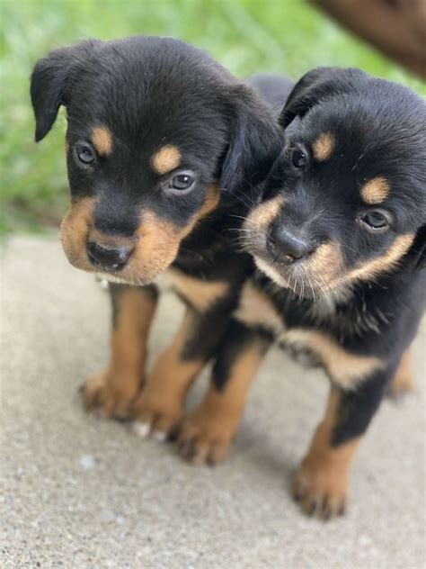 However free rottweilers are a rarity as rescues usually charge a if you are interested in other breeds or need to look for rottweiler puppies in other states please use the search option. Rottweiler Puppies For Sale | Indianapolis, IN #334074