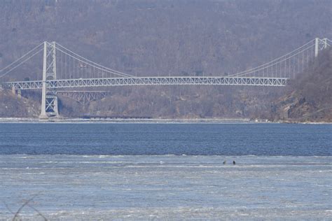 Eagles On Hudson River Bear Mountain Bridge In Background Flickr