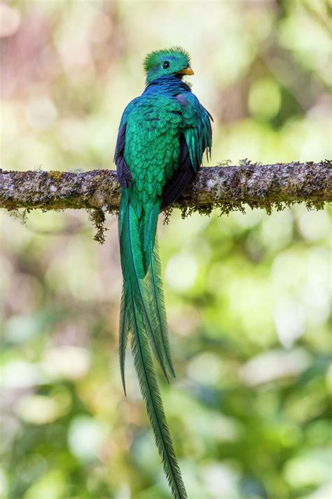 Resplendent Quetzal Of Costa Rica A Show Stopper