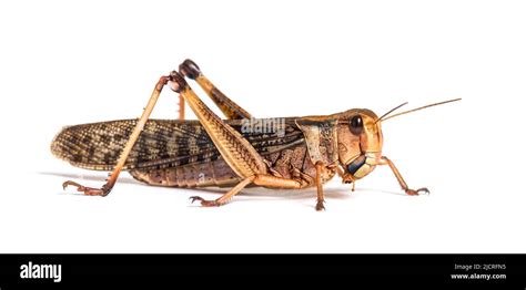 Side View Of Adulte Desert Locust Schistocerca Gregaria Isolated