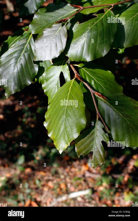 Beech Leaves Fagus Sylvatica Stock Photo Alamy