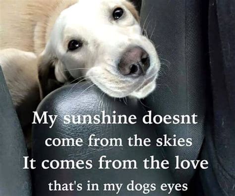 Heckin Wholesome Quotes About Dogs 20 Quotes Dog Lover Quotes Dog