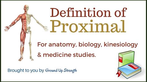 Proximal Definition Anatomy Kinesiology Medicine Youtube