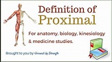 Proximal Definition (Anatomy, Kinesiology, Medicine) - YouTube