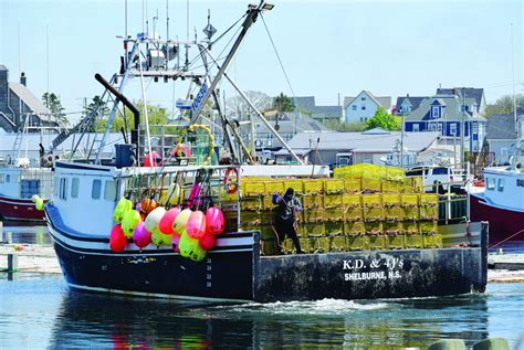 Lobster Season Set To Open In Southwestern Nova Scotia Atlantic Fisherman