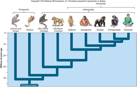 Evolution Of Neanderthals Timeline Primates Human Evolution Evolution