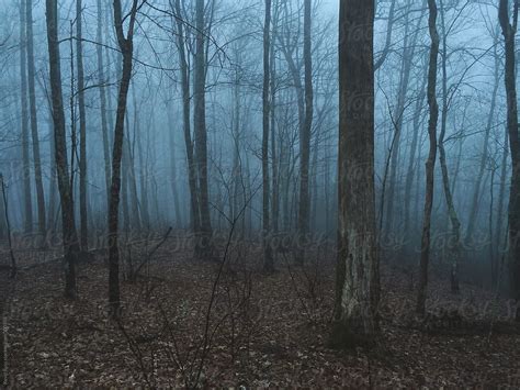 Blue Foggy Forest By Stocksy Contributor Kevin Russ Stocksy