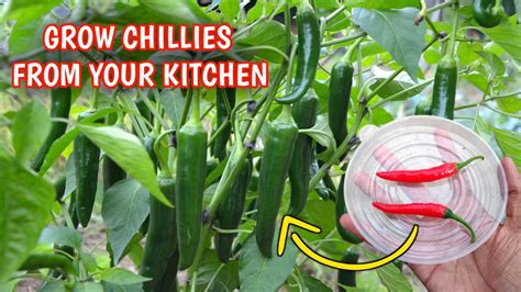 How To Grow Green Chilli Plant From Seed At Home In Hindi Grow