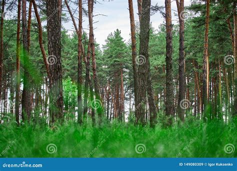 Beautiful Landscape Of Pine Forest On A Summer Day Stock Image Image