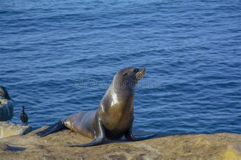 Wildlife In California Coast Pacific Ocean Seal Resting Stock Image
