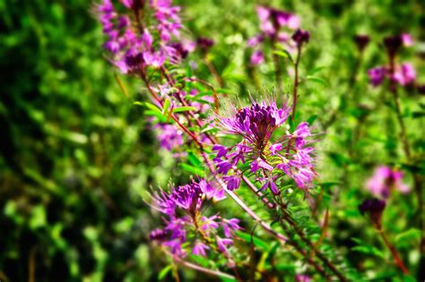 Purple Mountain Flower Free Stock Photo Public Domain Pictures