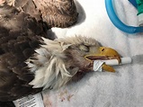 Humane Euthanasia Of Injured Wild Bird - unique rare bird