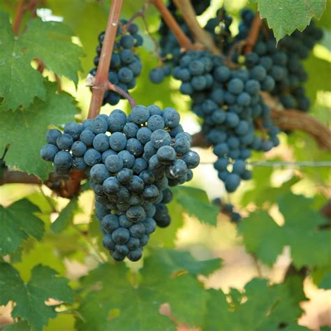 Cabernet Franc Grape Vines For Sale Double A Vineyards