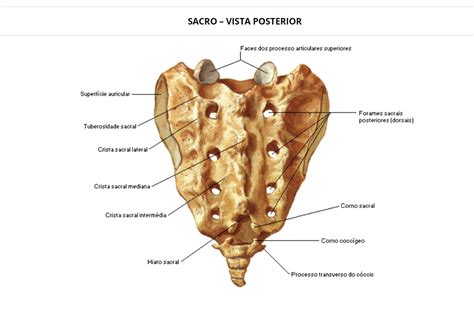 Sacro Vista Posterior Anatomia E Neuro Anatomia Humana