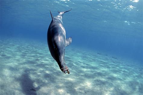 Bottlenose Dolphin With Reef Octopus Photograph By Jeff Rotman Pixels