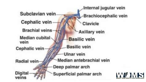 Upper Limb Veins Anatomy