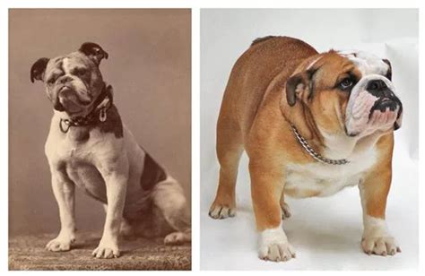 fascinating    dog breeds looked   years   today