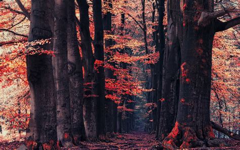 Sfondi Alberi Paesaggio Foresta Autunno Le Foglie Rosso Inverno