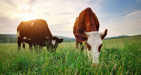 The Truth About Grass Fed Beef — Food Revolution Network