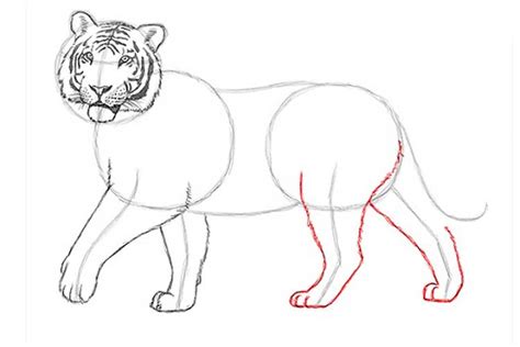 How To Draw A Tiger Easy With A Pencil For Beginners Step By Step