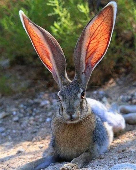 Big Eared Hare Cute Animales Asombrosos Animales Adorables Animales