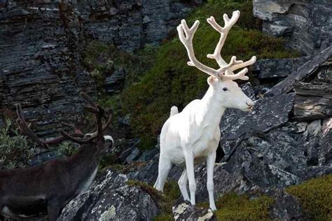 11 Incredibly Rare Albino Animals Youve Probably Never Seen Before