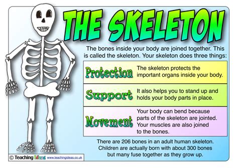 Anatomy Posters Poster Template