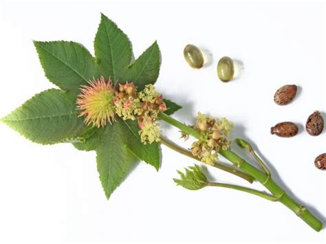 Castor oil is a thick, odorless oil made from the seeds of the castor plant. Health Benefits of Castor Seed Oil | Organic Facts