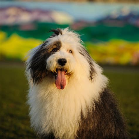 List 90 Pictures Images Of A Sheepdog Superb