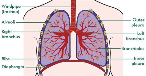 Medicine Lung Development Part 4