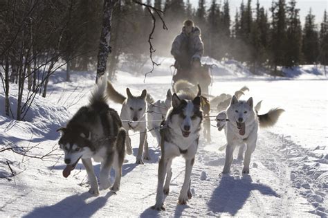 Husky Sledding Icehotel Swedish Lapland Excursion