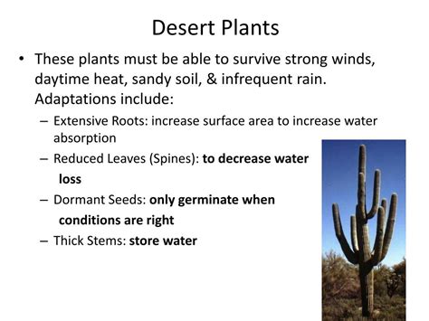Ecological Adaptations Of Desert Plants Ppt