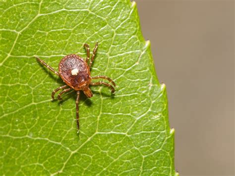 Meat Allergy Cases Linked To Tick Bites Growing In Pa Cdc Says