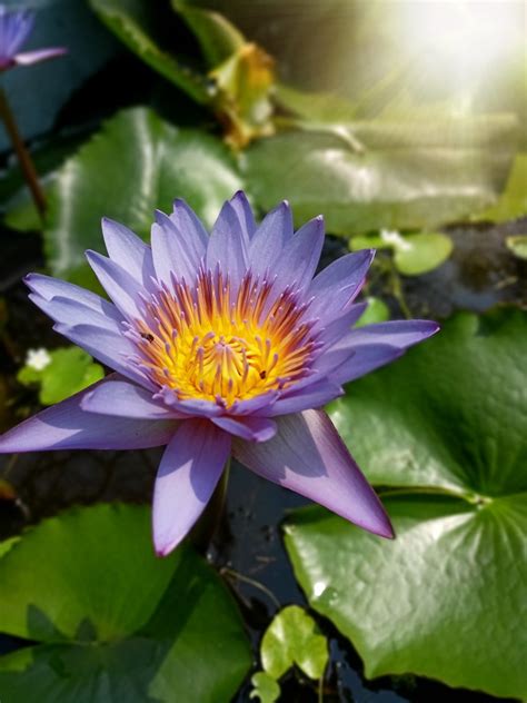 Water Lily Purple Water Lily And Sunshine Pragyan Paramita Flickr