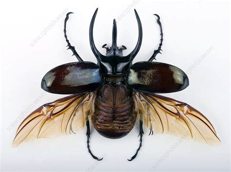 Male Atlas Beetle Stock Image C0023944 Photolibrary Male Atlas
