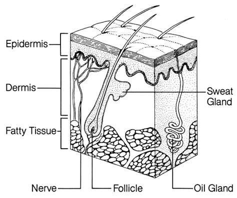 Skin System Diagram Integumentary System Skin Drawing Skin Anatomy